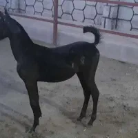 فروش اسب کرد خالص مشکی|اسب و تجهیزات اسب‌سواری|اصفهان, قهجاورستان|دیوار