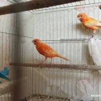 قناری مولد رد فاکتور