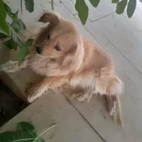 سگ پامر گم شده