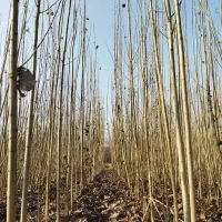 صنوبر نیگرای ترک رشد سریع و سودآور در اردبیل|خدمات باغبانی و درختکاری|نمین, |دیوار