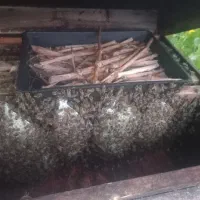 فروش۵۰ زنبور کارنیکا اف یک و اف دو