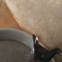 کبوتر گرفتی