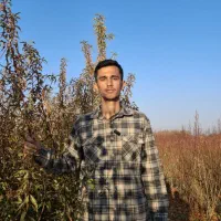 نهالستان گلدیس نهال-فروش انواع نهال