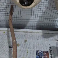 مرغ عشق و فنج