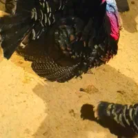 بوقلمون بالغ