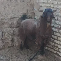 فروش چبش چاق