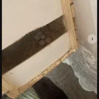 عروس|اسباب‌بازی بچه|هشتگرد, فاز ۷ مهستان|دیوار