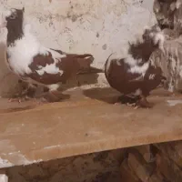 پرنده