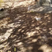 بوقلمون نر و ماده و نیمچه|حیوانات مزرعه|سنندج, |دیوار