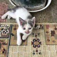 واگذاری گربه رایگان