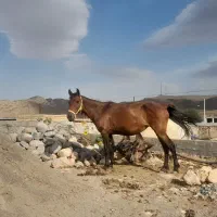 مادیان|اسب و تجهیزات اسب‌سواری|لطف آباد, |دیوار