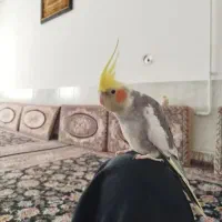 عروس هلندی گمشده