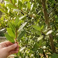 نهال برگ بو درخت ثروت و بامبو(خیزران)