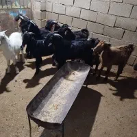 بز نر برای فروش|حیوانات مزرعه|بندر ماهشهر, |دیوار