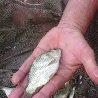 فروش ویژه بچه ماهی|ماهی|قائم‌شهر, |دیوار