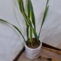 سانسوریا با گلدون ۴۰۰
