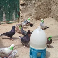 کبوتر تهرانی کبوتر پرشی