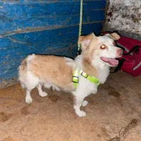 سگ گمشده حدود یکماه پیش،محدوده شیراز|سگ|شیراز, حومه شیراز|دیوار