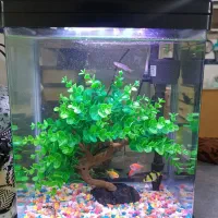 آکواریوم، ماهی