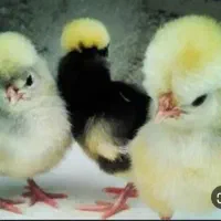 جوجه سلطان ولهستانی رسید.پرنده سرای چکاوک.
