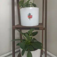 چهارعددگل وگلدون طبیعی بااستند|گل و گیاه طبیعی|تهران, خلیج فارس|دیوار