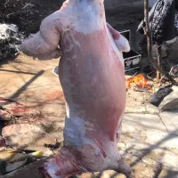 سلاخی و ذبح
