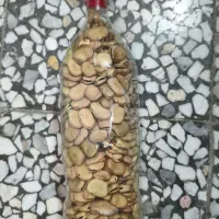 فروش باقالی