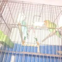 طوطی برزیلی|پرنده|بندر امام خمینی, |دیوار