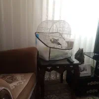 عروس هلندی|پرنده|تربت‌حیدریه, قائم|دیوار