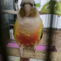 گیرینچیک ماده