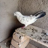 ۳تاکفترپرشی