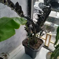 گل و گلدون کاملا حرفه ای متعلق به املاک