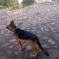 سگ ژرمن موکوتاه|سگ|رامسر, |دیوار