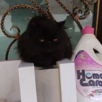 حیوان خانگی