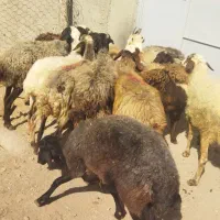 گوسفند میش|حیوانات مزرعه|هشتگرد, هشتگرد قدیم|دیوار