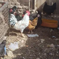 مرغ طاقچه خروس گلین تخم گذار زیر مرغی