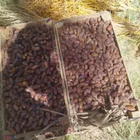 استاد نخل|خدمات باغبانی و درختکاری|آبادان, |دیوار