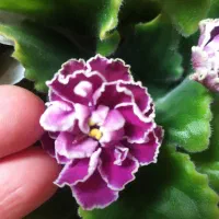 بنفشه آفریقایی