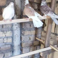 همه پرشی|پرنده|اردکان, |دیوار