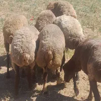 گوسفند جوان آبستن  تمام شیره دار  برای داشت