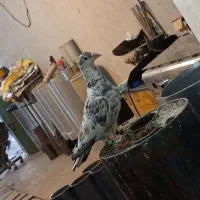 کفتر