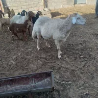 قوچ