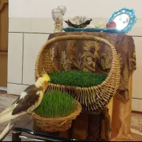 گم شدن عروس هلندی