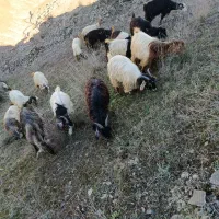 ۵۰ عدد بزغاله نرماده