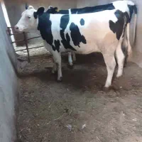 فروش گاوماده