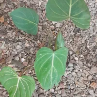 پلاتینیوم.منجولا.گلخونه.بیلیتای|گل و گیاه طبیعی|مشهد, حسابی جنوبی (شهرک غرب)|دیوار