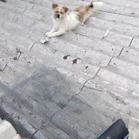 سگ پاکوتاه