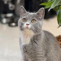 اسکاتیش بای کالر