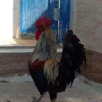 فروش خروس عربی در حمیدیه