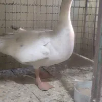 قو غاز نر